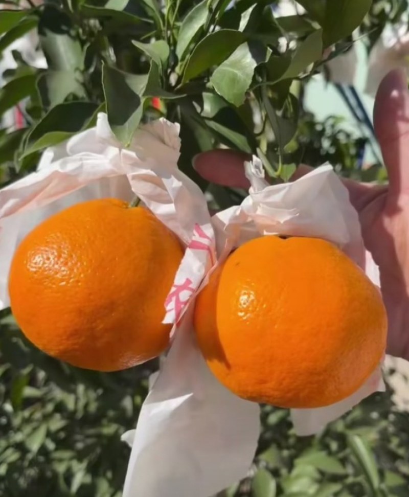 春见耙耙柑