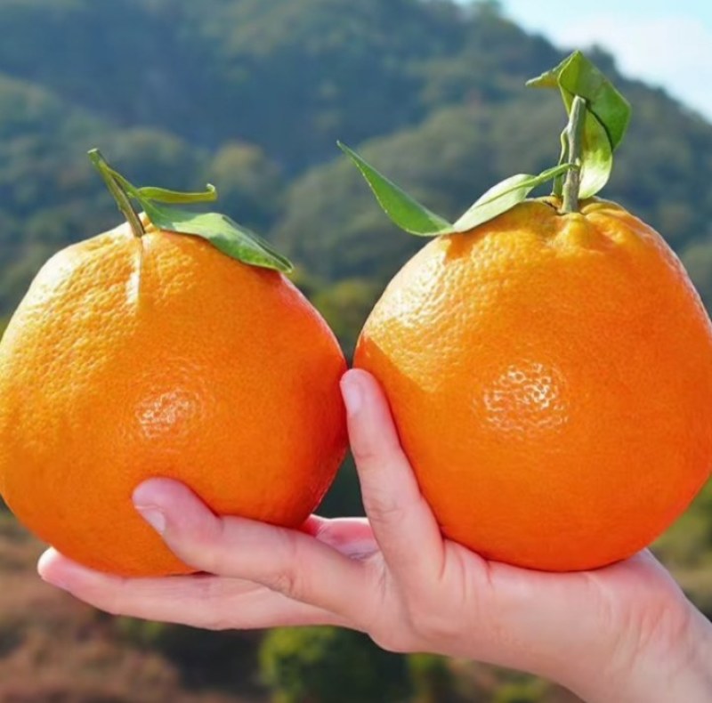 春见耙耙柑