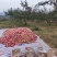 红富士苹果