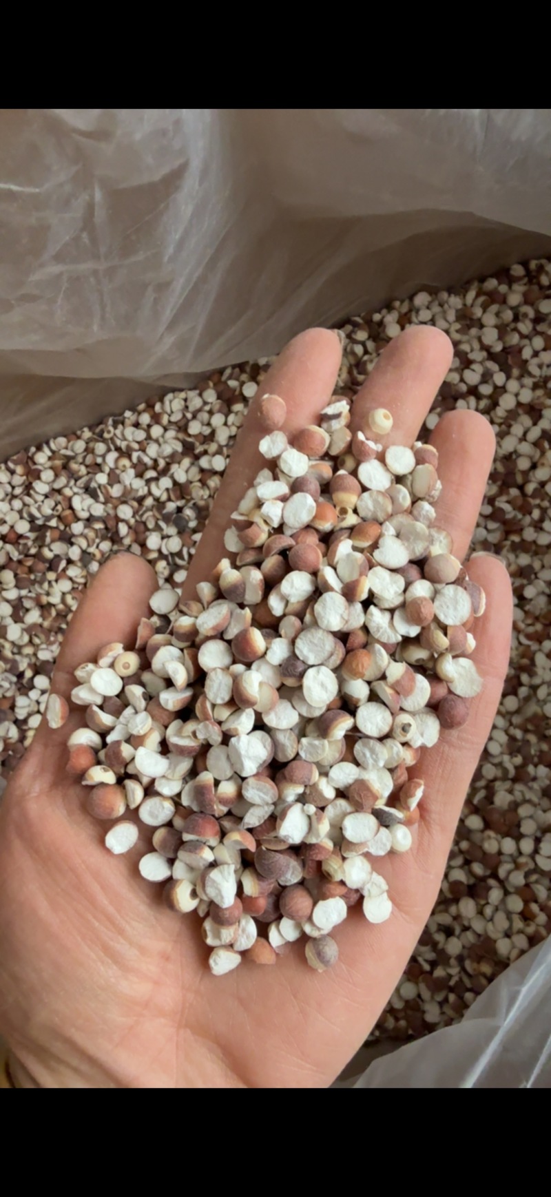 【文斌药业】芡实10厘两开芡实地道药材