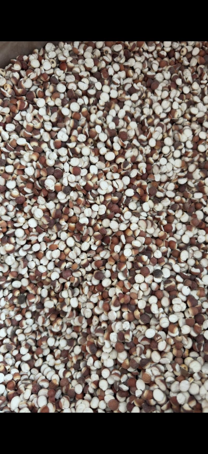【文斌药业】芡实10厘两开芡实地道药材