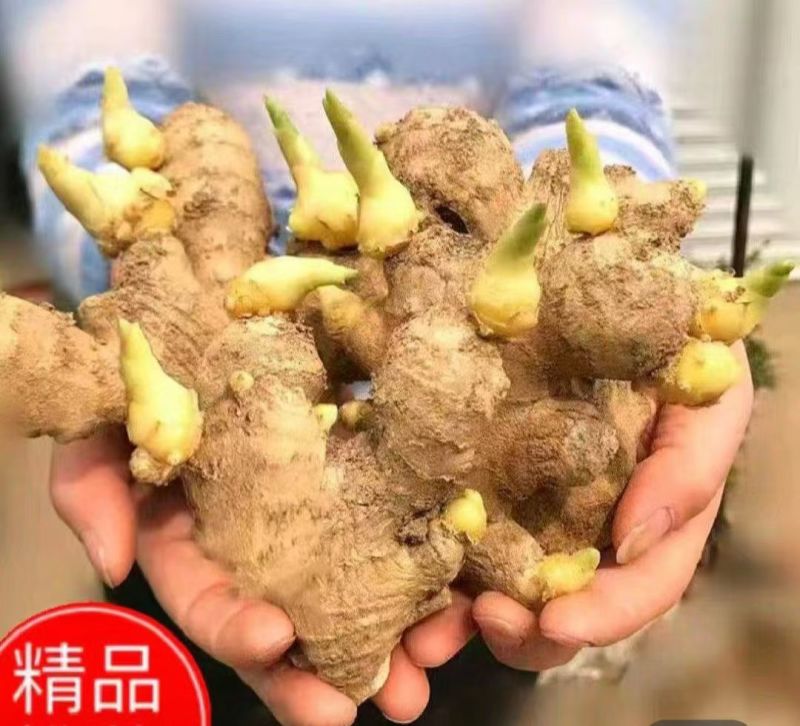 《山东姜种》优质山农一高产姜种/脱毒姜种/上门指导/价优