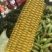 湛江地区甜玉米🌽口感超甜可支持电商市场出口等渠道