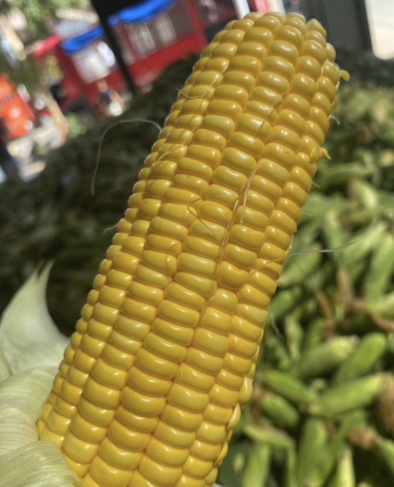 湛江地区甜玉米🌽口感超甜可支持电商市场出口等渠道