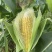 湛江地区甜玉米🌽口感超甜可支持电商市场出口等渠道