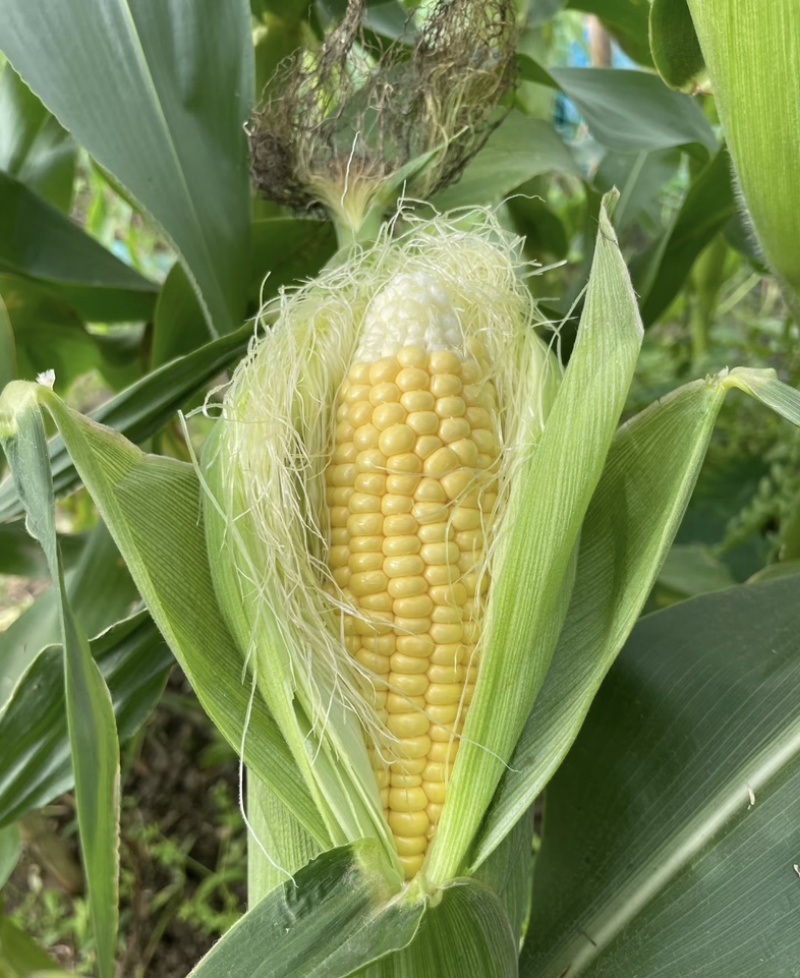 湛江地区甜玉米🌽口感超甜可支持电商市场出口等渠道