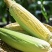湛江地区甜玉米🌽口感超甜可支持电商市场出口等渠道