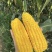 湛江地区甜玉米🌽口感超甜可支持电商市场出口等渠道