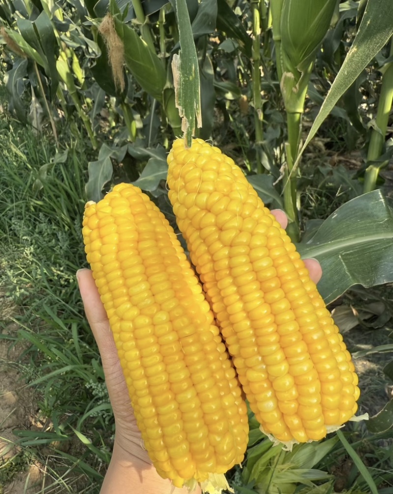 湛江地区甜玉米🌽口感超甜可支持电商市场出口等渠道