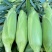 湛江地区甜玉米🌽口感超甜可支持电商市场出口等渠道