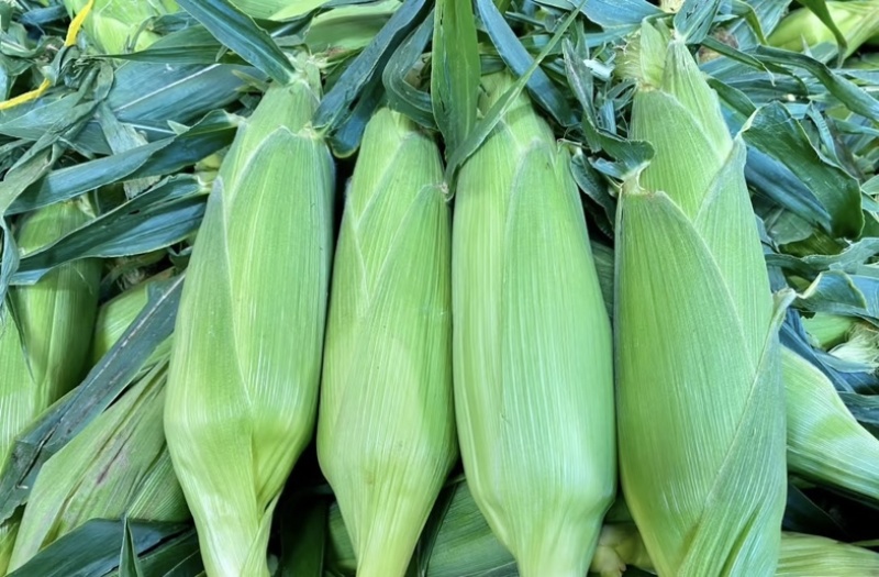 湛江地区甜玉米🌽口感超甜可支持电商市场出口等渠道