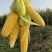 湛江地区甜玉米🌽口感超甜可支持电商市场出口等渠道