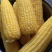 湛江地区甜玉米🌽口感超甜可支持电商市场出口等渠道