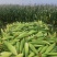 湛江地区甜玉米🌽口感超甜可支持电商市场出口等渠道