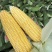 湛江地区甜玉米🌽口感超甜可支持电商市场出口等渠道