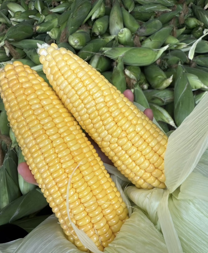 湛江地区甜玉米🌽口感超甜可支持电商市场出口等渠道
