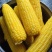 湛江地区甜玉米🌽口感超甜可支持电商市场出口等渠道
