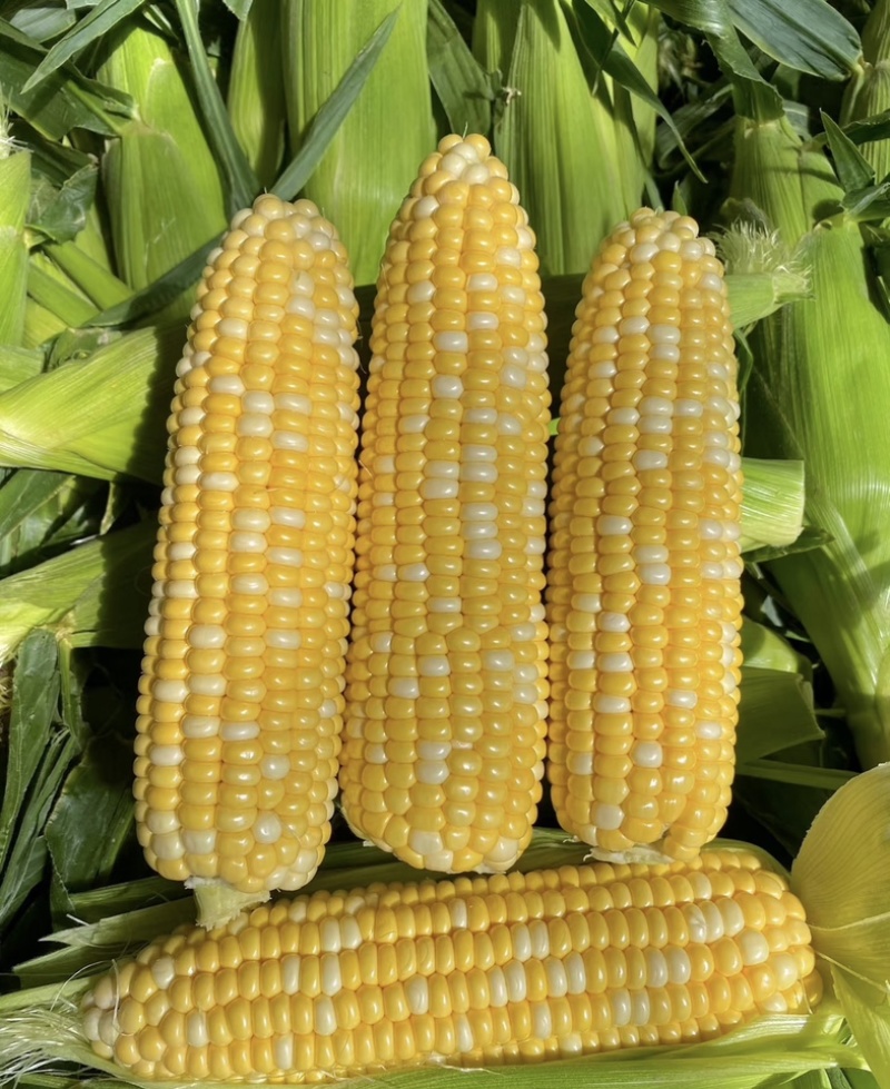 湛江地区甜玉米🌽口感超甜可支持电商市场出口等渠道