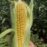 湛江地区甜玉米🌽口感超甜可支持电商市场出口等渠道
