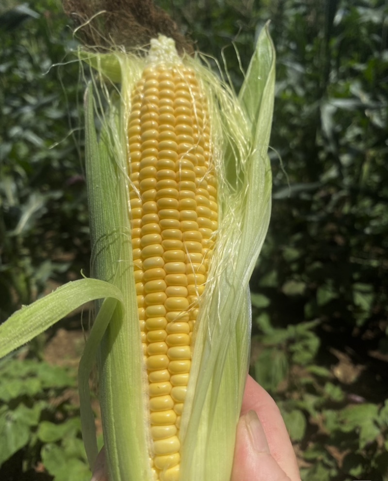 湛江地区甜玉米🌽口感超甜可支持电商市场出口等渠道