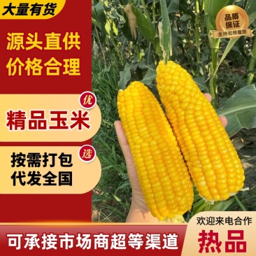湛江地区甜玉米🌽口感超甜可支持电商市场出口等渠道