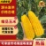 湛江地区甜玉米🌽口感超甜可支持电商市场出口等渠道