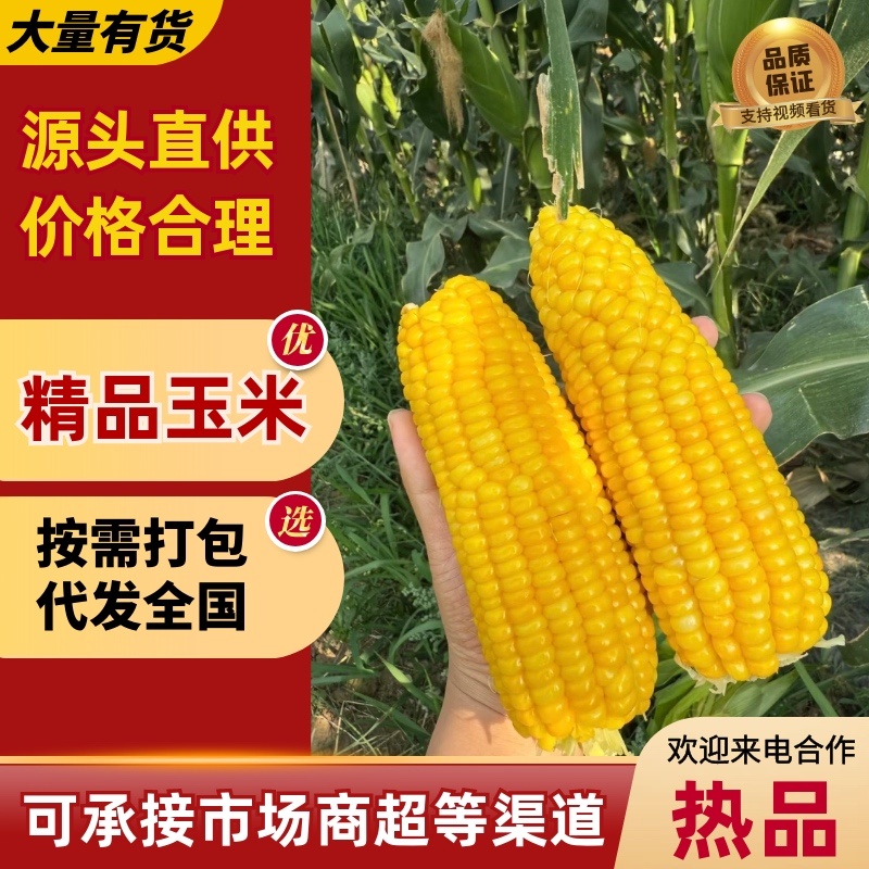湛江地区甜玉米🌽口感超甜可支持电商市场出口等渠道