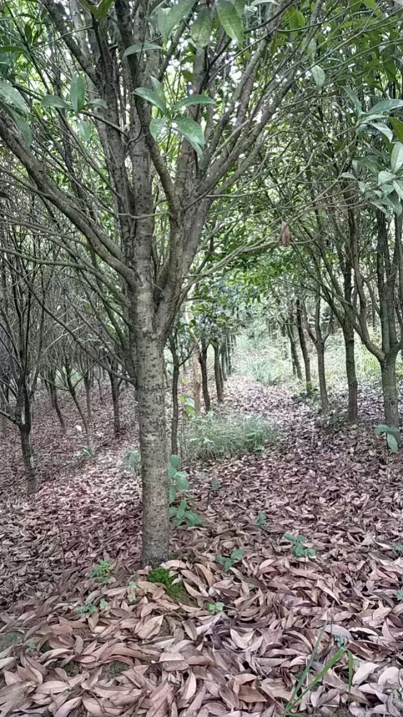 桂花树大小都有