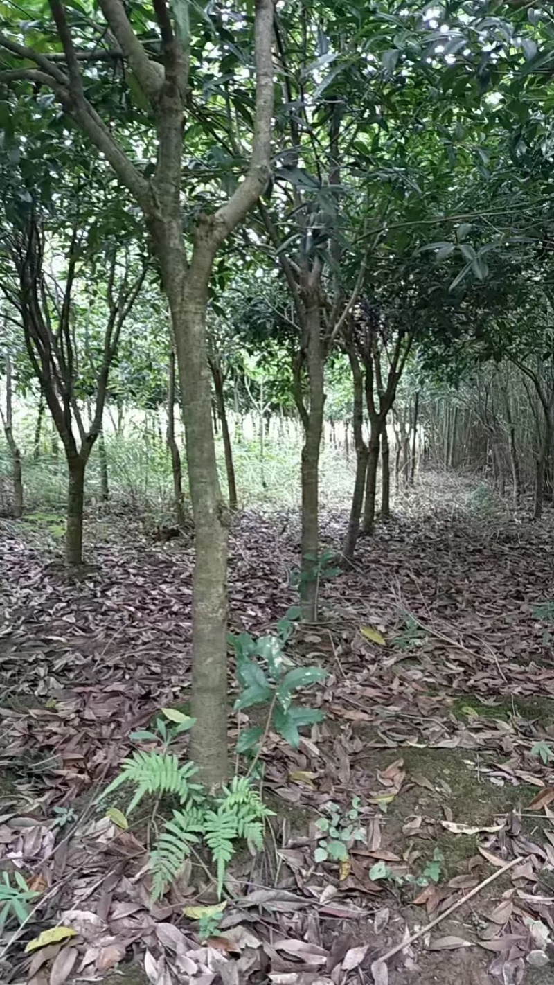 桂花树大小都有