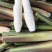 新鲜茭白已大量上市，一级，二级，三级，中小条规格齐全基地直发
