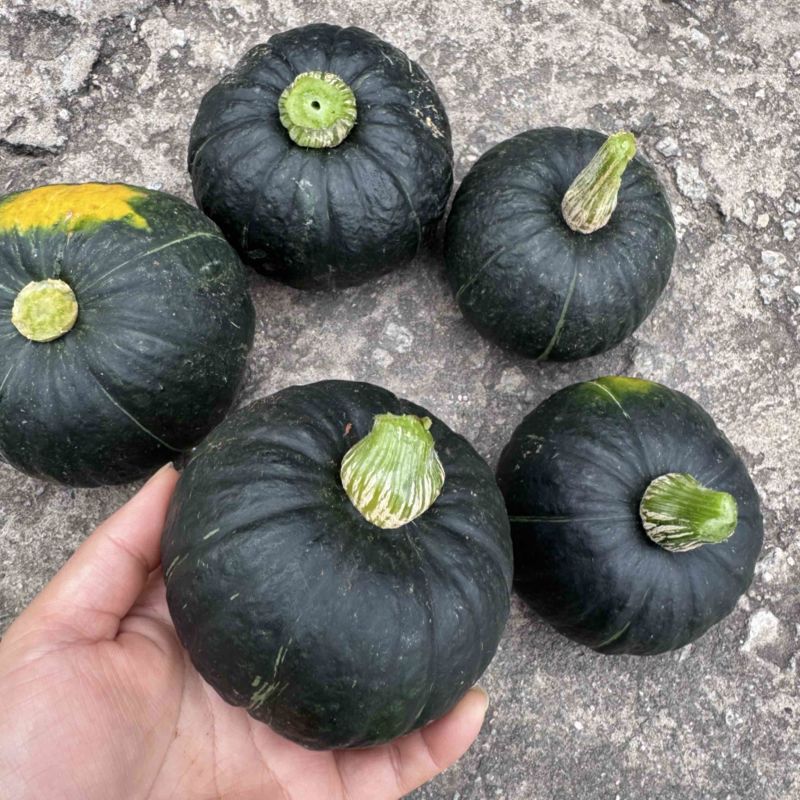 贝贝南瓜🎃