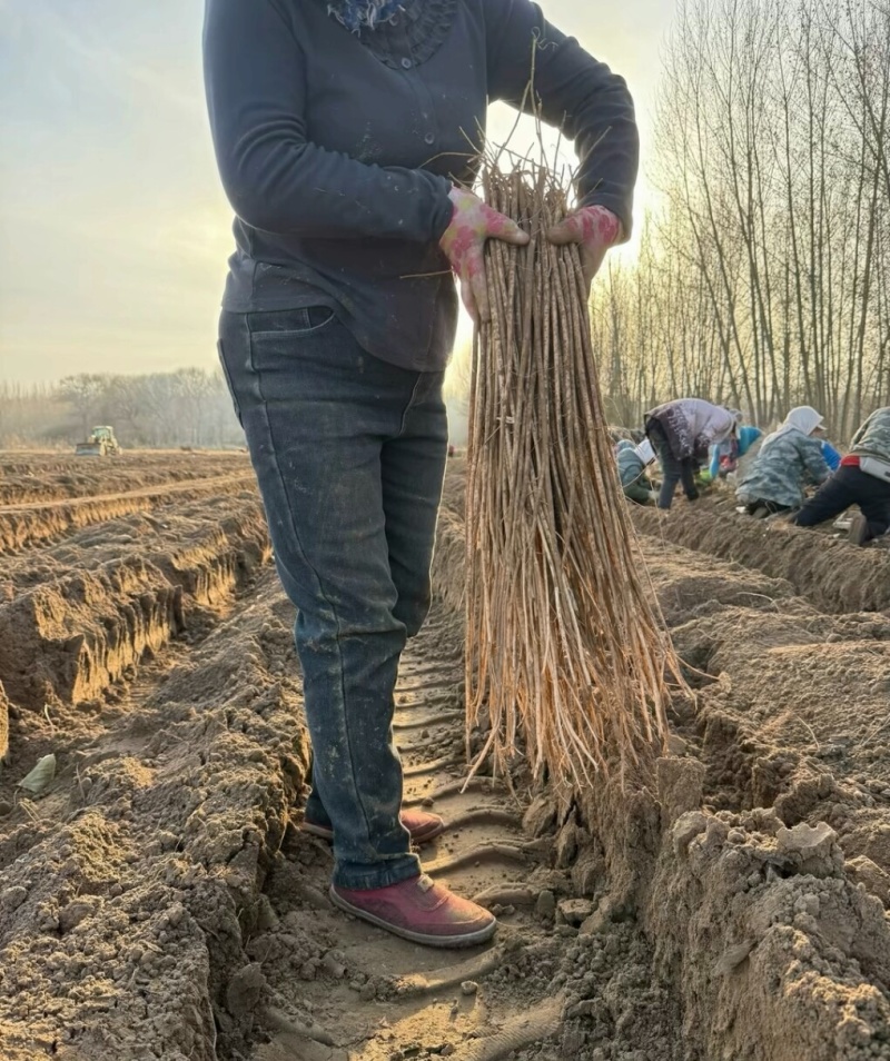 甘肃岷县原产地黄芪种苗