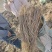 甘肃岷县原产地黄芪种苗