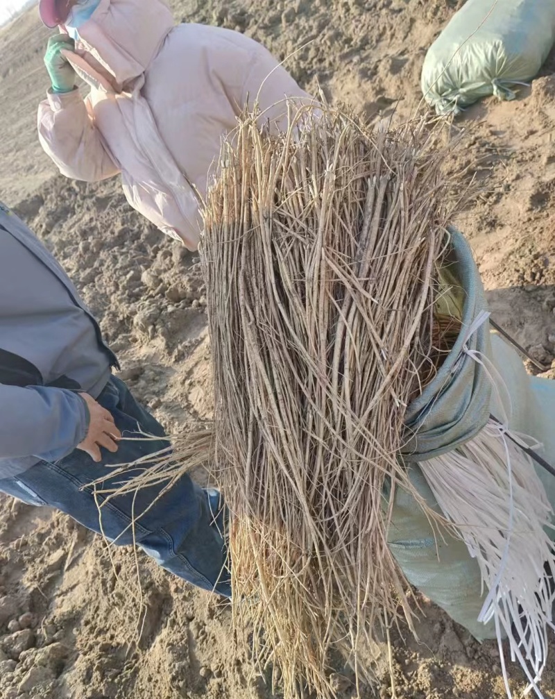 甘肃岷县原产地黄芪种苗