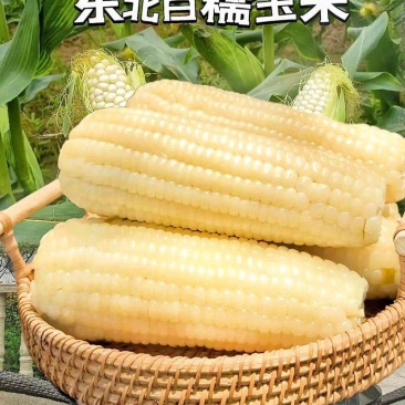 哈尔滨白糯玉米，软糯香甜，电商一件代发