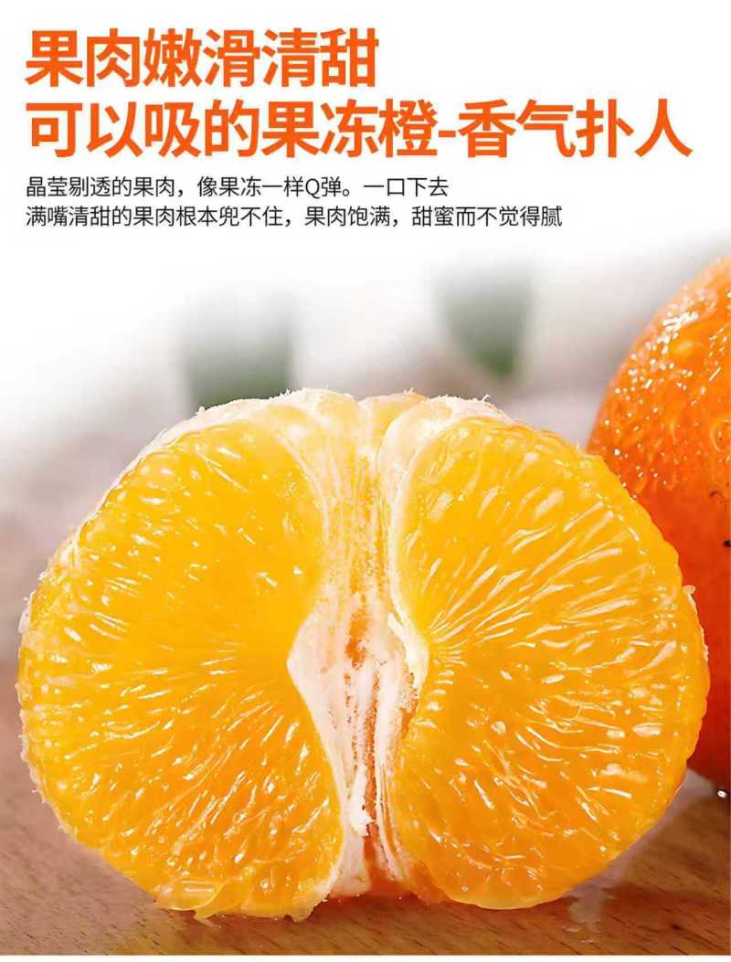 春见柑桔7~7.5cm