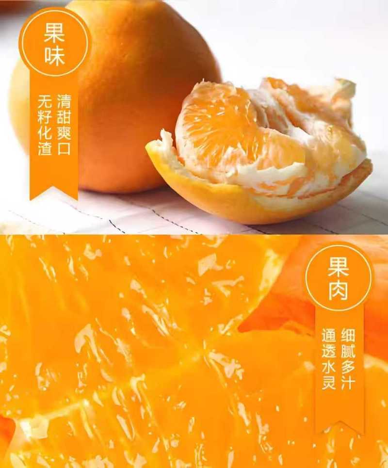 春见柑桔7~7.5cm