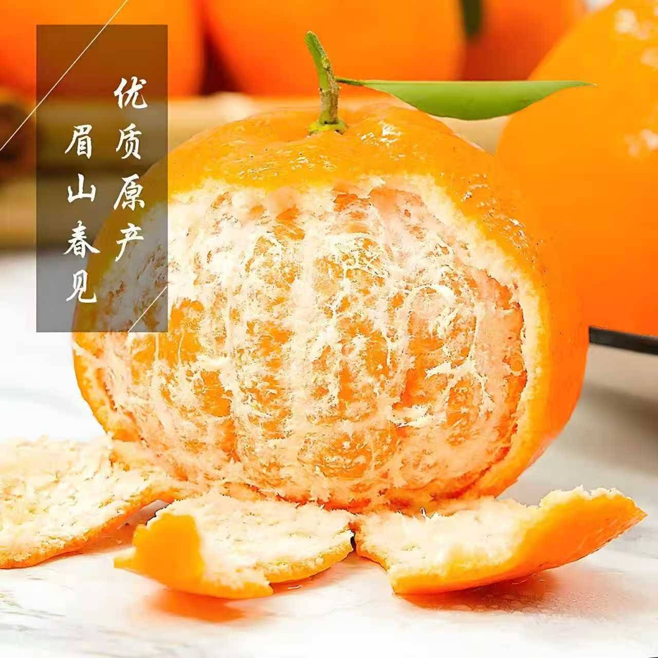 春见柑桔7~7.5cm