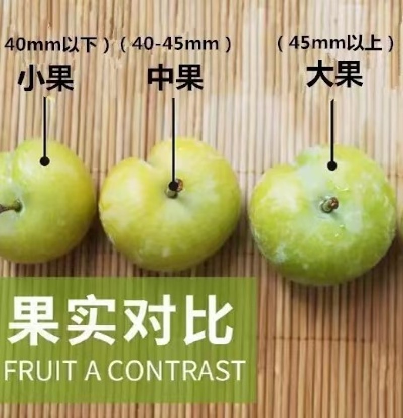 李中贵族贵州镇宁蜂糖李纯甜无酸蜂蜜香气当季