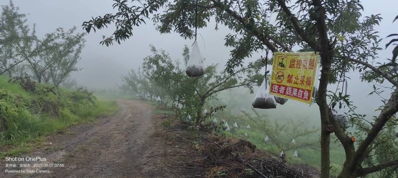 李中贵族贵州镇宁蜂糖李纯甜无酸蜂蜜香气当季