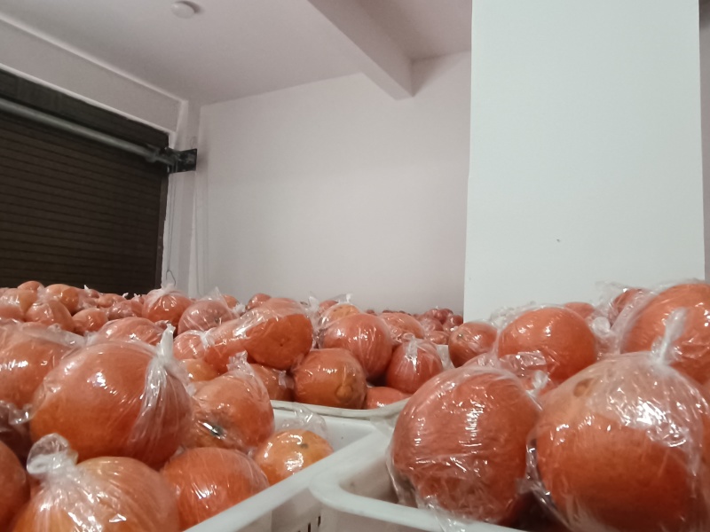 脐橙
