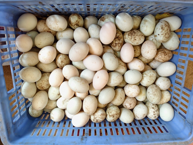 新鲜土鸭蛋，青壳蛋、双黄蛋，现捡现卖，口感好，营养丰富。