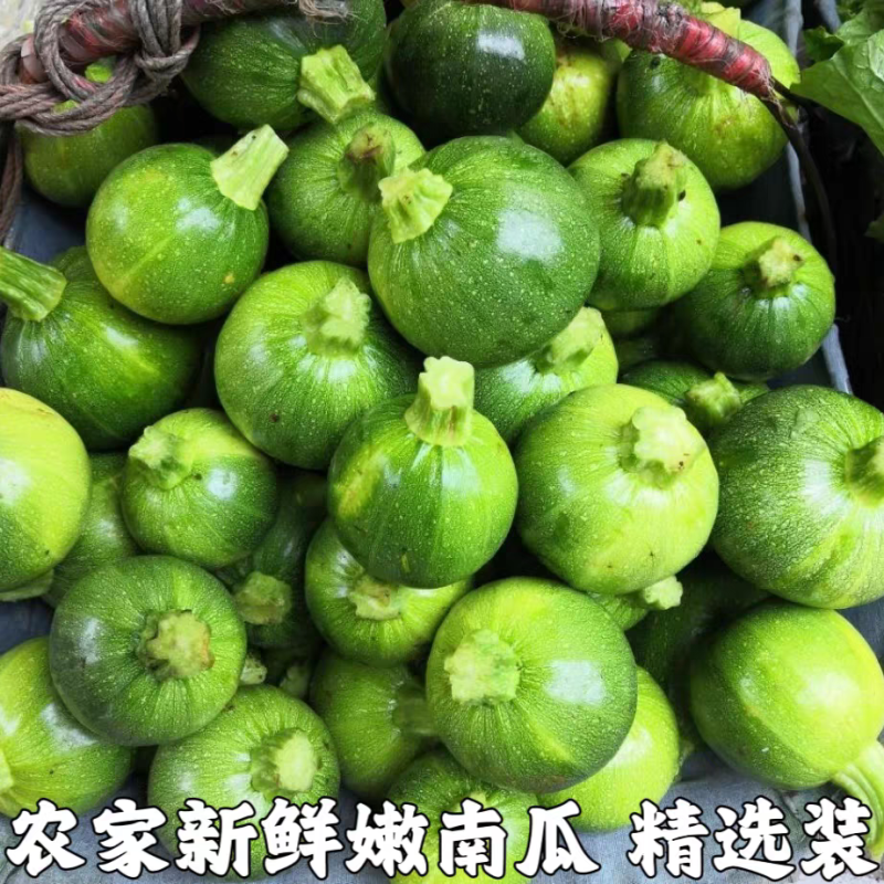 小南瓜嫩南瓜产地看货论价保质保量欢迎订购