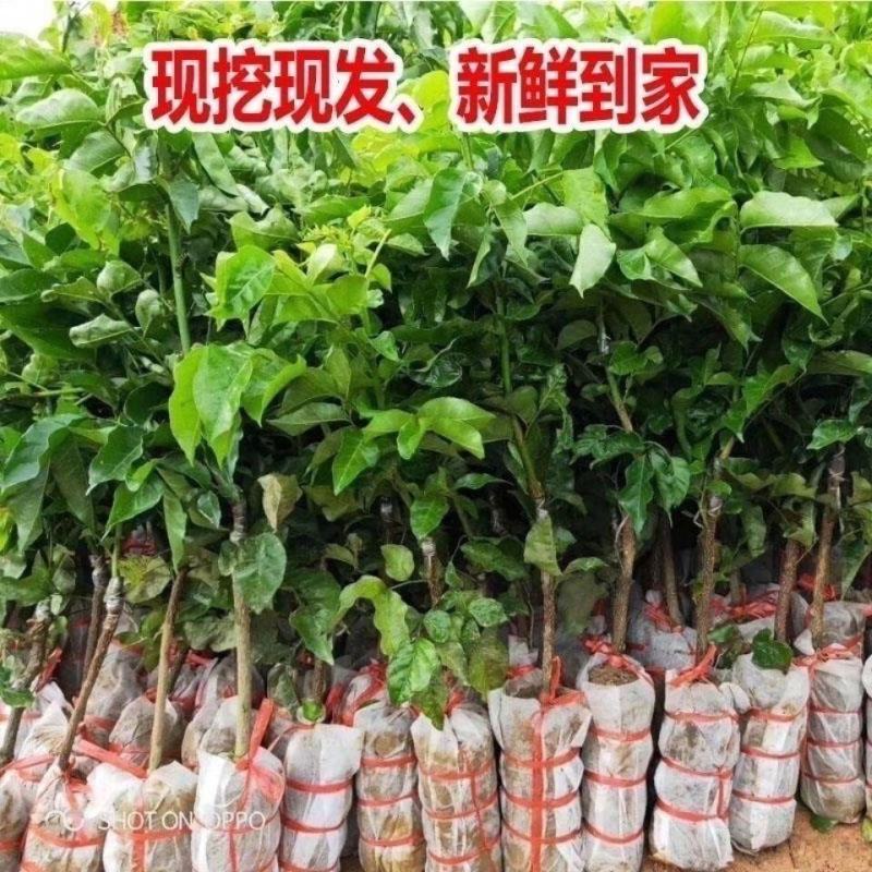 正宗无核黄皮嫁接苗大果黄皮无籽纯甜贵妃鸡心郁南黑黄皮带土