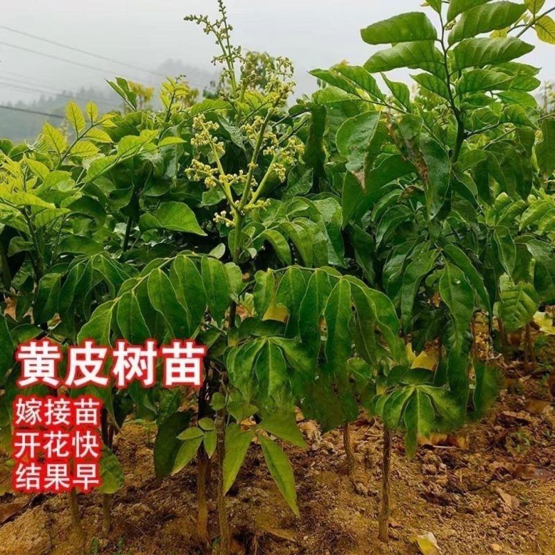 正宗无核黄皮嫁接苗大果黄皮无籽纯甜贵妃鸡心郁南黑黄皮带土