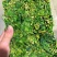 大别山珍珠花菜