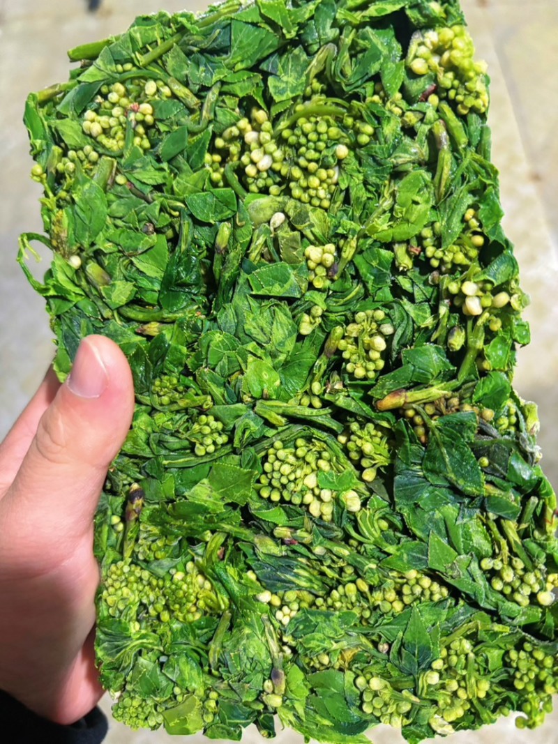大别山珍珠花菜
