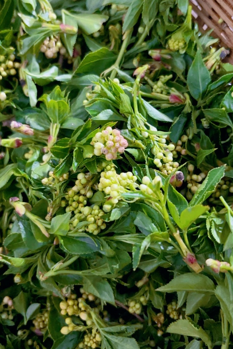 大别山珍珠花菜