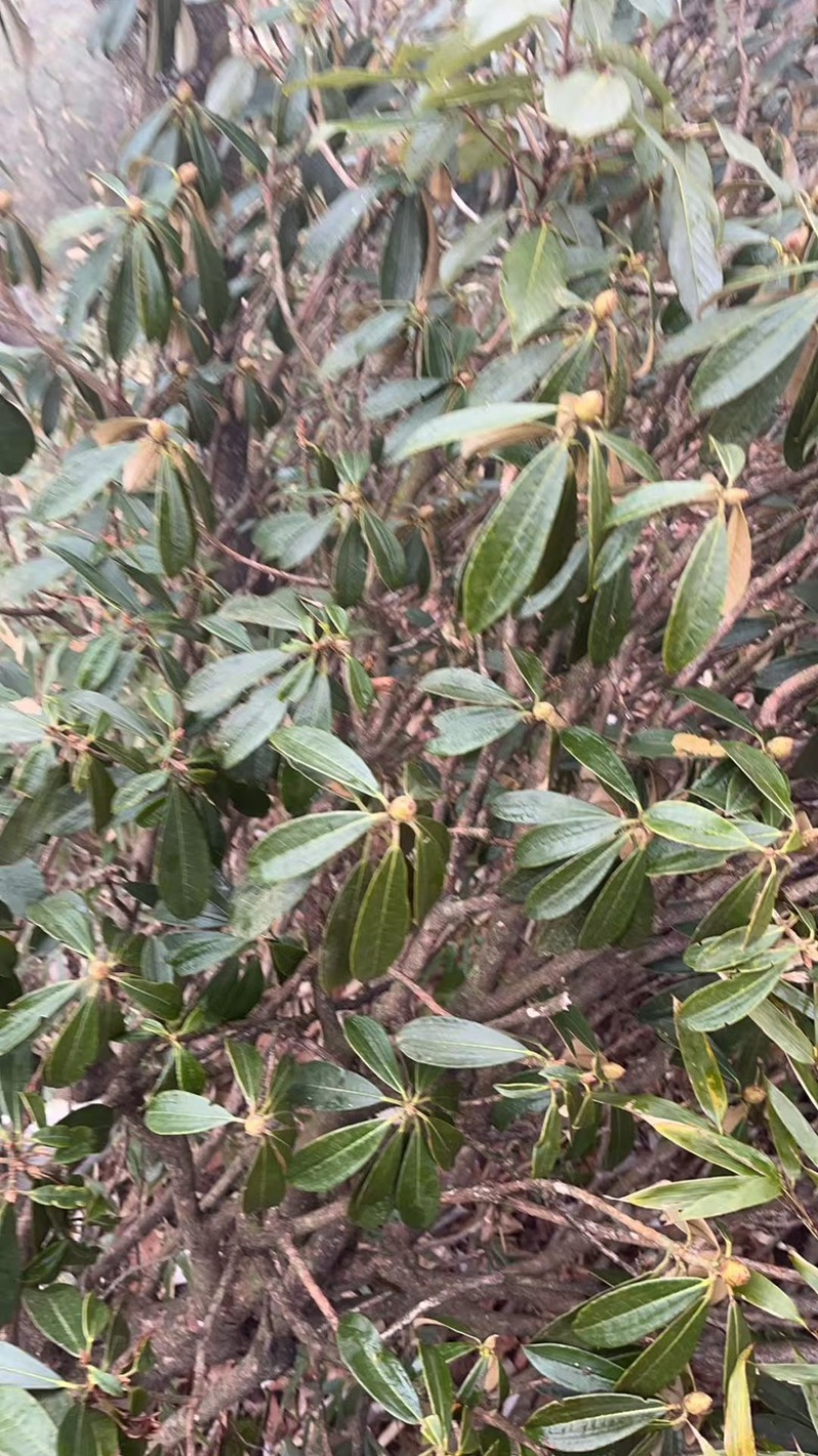 杜鹃树枝