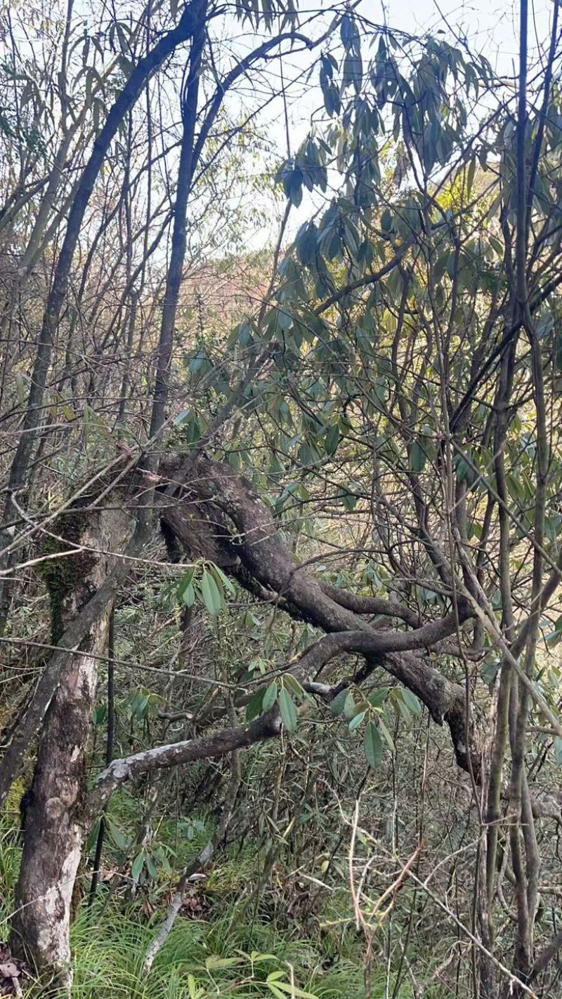 杜鹃树枝